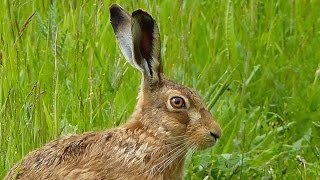 Close Encounter with a Brown Hare [upl. by Malca]