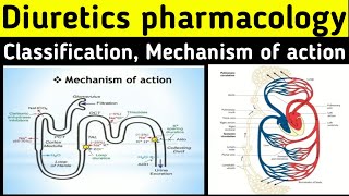 Diuretics pharmacology  Mechanism of action  Classification  Thiazide diuretics pharmacology [upl. by Adaran]