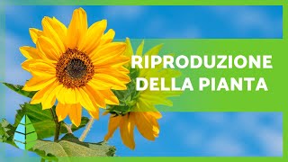 RIPRODUZIONE delle PIANTE🌱 Sessuale Asessuale con e senza fiori [upl. by Lida]