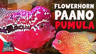 Paano palabasin ang RED COLOR ng FLOWERHORN [upl. by Loella780]