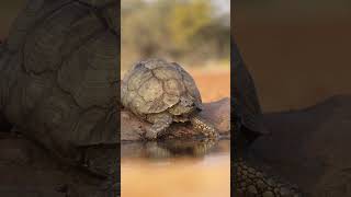 Leopard Tortoise Sighting [upl. by Airom]