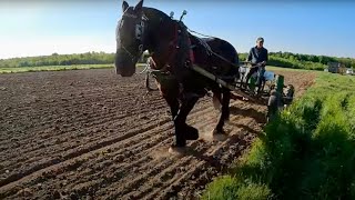 Corn Planting with a Single Draft HorseSilo Stories 486 [upl. by Rawlinson]