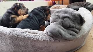 Most amazing sharpei puppies [upl. by Ylam199]