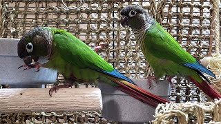 conure parakeet sounds for lonely birds to make them happy [upl. by Olcott674]