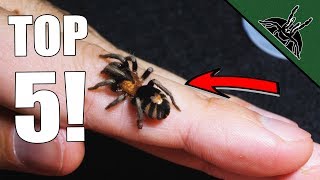 Top 5 MUST HAVE Tarantulas Beginner friendly list [upl. by Hanway579]