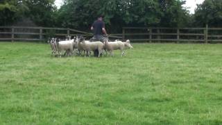 Pyrenean Sheepdog Remy discovers sheep [upl. by Bow]