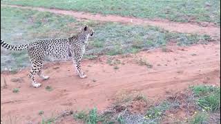 Slow motion of a cheetah running full speed at Cheetah Experience [upl. by Undine469]