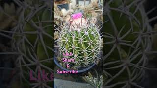 Melocactus Cactus blooming [upl. by Barrow453]