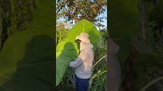 Colocasia gigantea folhudas folhagens folha plantas fazenda florestropicais flores jardim [upl. by Guinna]