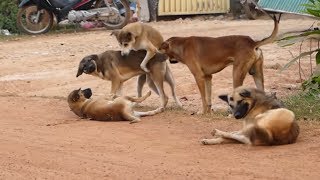 Summer Season In Rural Village Labrador Retriever Vs Golden Retriever Golden Retriever Dogs [upl. by Eikcim]