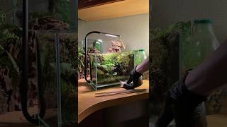 after 60 days full video on the channel plants ecosystem florarium [upl. by Crosse]