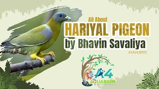 All About Green Pigeon Hariyal Bird Yellowfooted greenpigeon जमीन पर कभी पैर नहीं रखता ये परिंदा [upl. by Michaud]