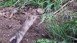 Incredible leaping Bandicoot [upl. by Benoit]