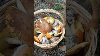 Que Espectaculo de amanitas cesárea que disfrute 😏😏 cazadoresdemicelio nature boletus [upl. by Aryam]