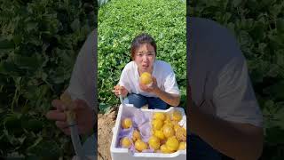 Fresh fruits of Agricultural Farm SP110 fruit shorts shortvideo [upl. by Onaled627]