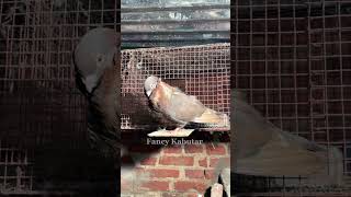 Chinese owl 😱🕊️ viralreels pigeon birds attitude trending shortvideo youtubeshorts like [upl. by Lowry945]