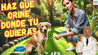 ✅ ¿COMO HACER UN ATRAYENTE DE MICCIONES PARA PERROS CASERO ✅ [upl. by Bergeron944]