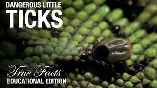 Ticks Educational Edition [upl. by Labaw]