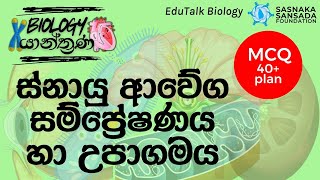 ස්නායු ආවේග සම්ප්‍රේෂණය හා උපාගමය  Transmission of Nerve Impulses amp Synapse  EduTalk Biology [upl. by Yetah]