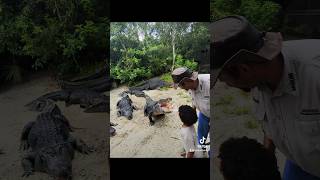 Feeding alligators 🐊 at gatorland gatorland alligator orlando [upl. by Uok2]