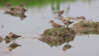 Temmincks stint😊 [upl. by Consalve]