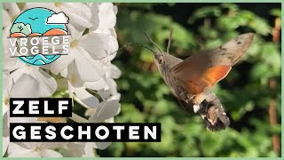 Kolibrievlinder drinkt nectar  Zelf Geschoten  Vroege Vogels [upl. by Whitelaw]