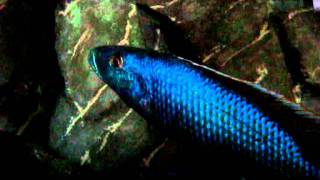 Champsochromis caeruleus aka Rocket cichlid 0001 [upl. by Tarton]