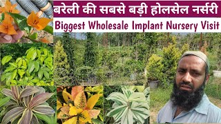 बरेली की सबसे बड़ी होलसेल नर्सरी की सैर👏Biggest Wholesale Nursery Visit In Bareilly👍Implant Nursery👏 [upl. by Chaing]