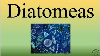 DiatomeasBIOPEDIA [upl. by Ynoep59]