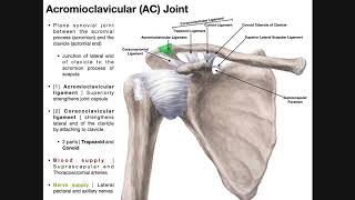 The Acromioclavicular AC Joint  Anatomy and Function [upl. by Iohk325]