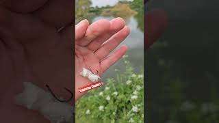 Bread Bomb carp fishing bigcarp fishing carpfishing carpworld carp commoncarp fishingvideo [upl. by Ralf670]