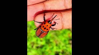 Rhynchophorus Ferrugineus Red Palm Weevil [upl. by Volding]