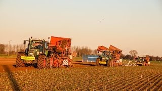 3 x Fendt schorseneren rooien 2014  Destoop uit Waregem [upl. by Brittan]