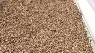 Groundnuts farming videoAgricultureour farmingtrending videogroundnut farming processviralvideo [upl. by Elletsyrc]