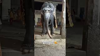 Temple Elephant 😍 Adi Kumbeshwarar temple Kumbakonam ❤️ [upl. by Alysia251]