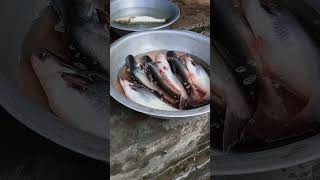 Agro farm Bangladesh shorts trending fish [upl. by Nichani]