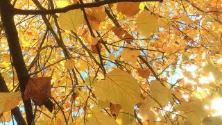 Le tulipier de Virginie ou arbre aux lis le parapluie dénergie [upl. by Dez]