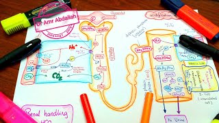 Acid Base Balance  Dr Amr Abdallah [upl. by Mcmurry]