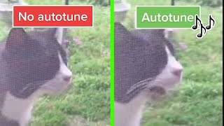 Wha Wha Cat No Autotune amp Autotune edit [upl. by Ayita]