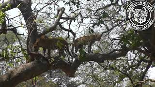 Leopard steals a kill away from a younger leopardess [upl. by Adnovoj]