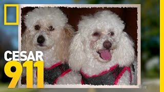 Case File Pixie and Poppy  Cesar 911 [upl. by Silvia]