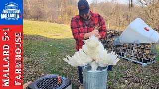 Butchering Our HUGE Thanksgiving Turkey Using The Basics [upl. by Akisey30]