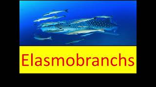 Elasmobranchs [upl. by Siver]