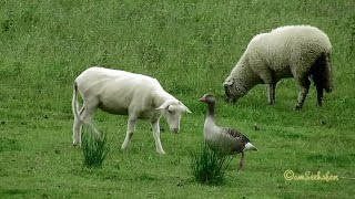 Emden Borssum Seedeich Gans amp Schafe weiden goose amp sheep grazing [upl. by Fernandez]