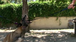 BERGER BELGES MALINOIS  FORMATION EDUCATEUR CANIN SPECIALISÉ CHIEN AGRESSIF [upl. by Adamsun]