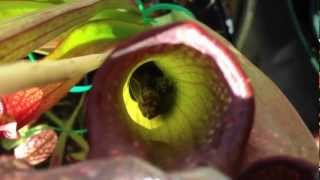 Carnivorous Plants feeding and eating lots of insects [upl. by Winnah]