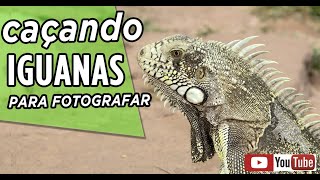 IGUANAS NA NATUREZA  O camaleão do Brasil [upl. by Naryb]