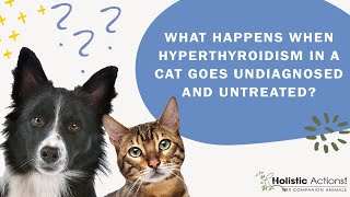 FAQ What happens when hyperthyroidism in a cat goes undiagnosed and untreated [upl. by Notseh]