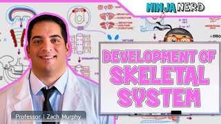 Embryology  Development of Skeletal System [upl. by Ydolem]