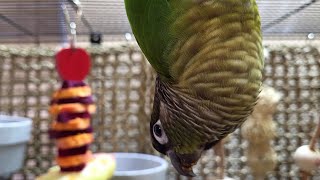 conure parakeet sounds for lonely birds to make them happy [upl. by Mansur]